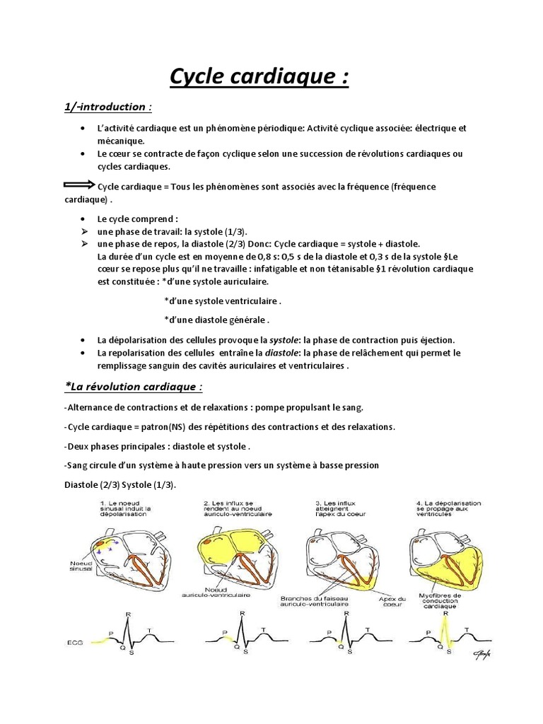 Phases du cycle cardiaque expliqué | PDF | Sang | Atrium (anatomie)