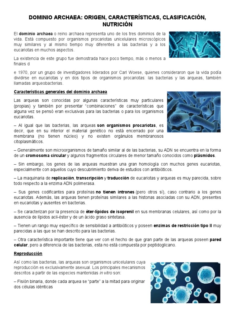 Características del Dominio Archaea | PDF | Archaea | Las bacterias
