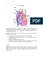 Cardiovascular