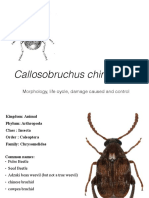 Callosobruchus Chinensis