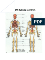 anatomi tulang