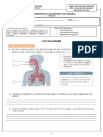 Guía de Aprendiizaje #2 Pulmon