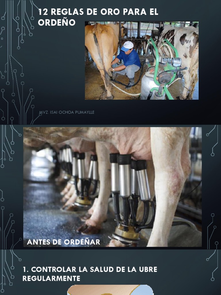 12 Reglas para un Ordeño Efectivo | PDF | Vacas | Vacío