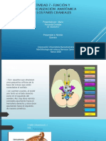 Morfisiologia