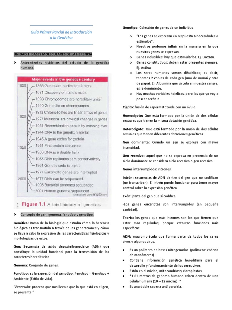 Guía Primer Parcial de Introducción A La Genética | PDF | Gene | Adn