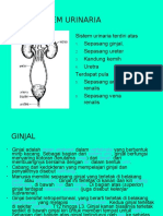 HISTOLOGI URINARIA Compatibility Mode