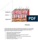 The Integumentary System Has Multiple Roles in Homeostasis