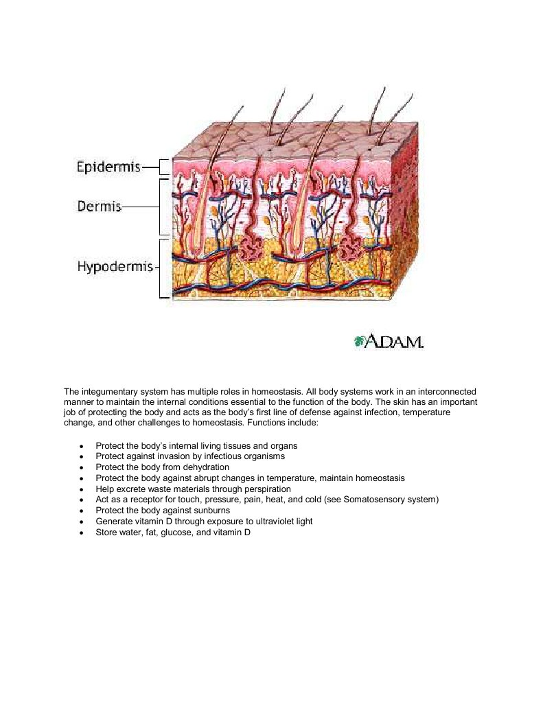 The integumentary system has multiple roles in homeostasis | Skin
