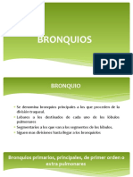 Bronquios