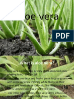 Aloe vera cultivation, processing, medicinal uses
