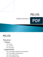 Anatomi Pelvis PDF
