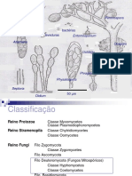 Aula 5 Fungos