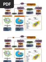 Diferencias estructurales entre células eucariotas y procariotas ...