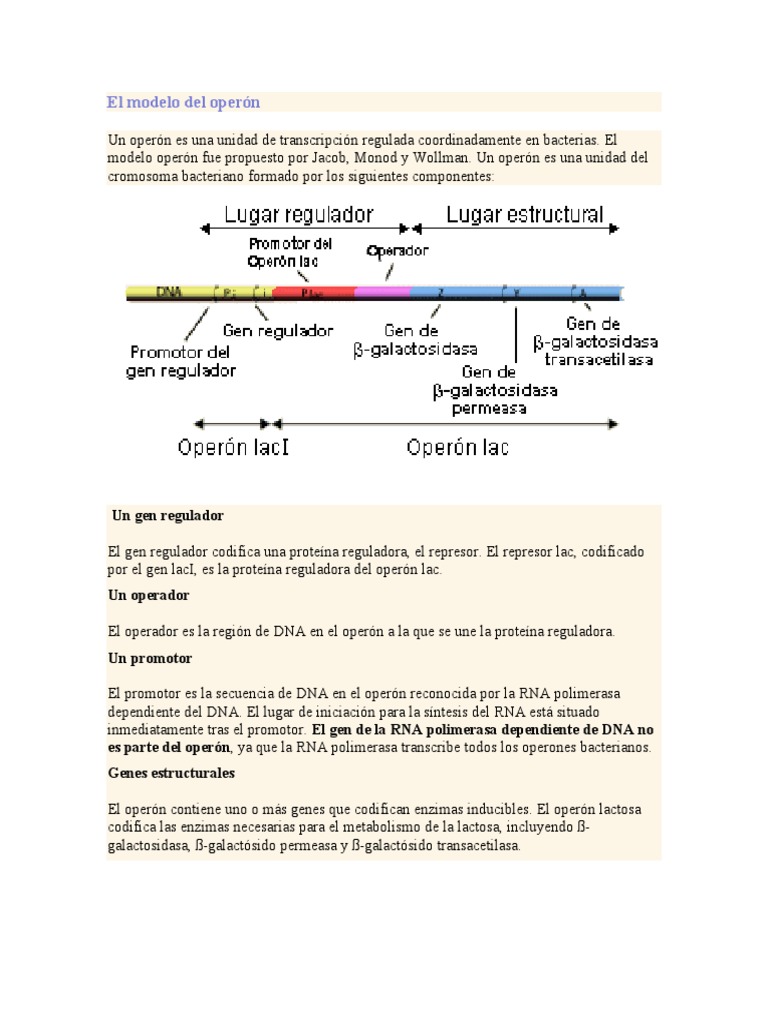 El Modelo Del Operón | PDF