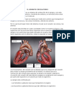 El Aparato Circulatorio