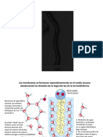 Las Membranas Biológicas y Transporte