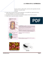 Células procariotas y eucariotas: estructura y orígenes