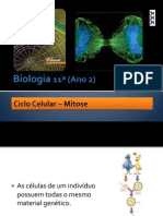 BG 12 - Ciclo Celular