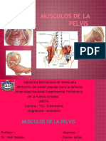 anatomia iralis.pptx