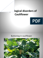 Physiological Disorders of Cauliflower