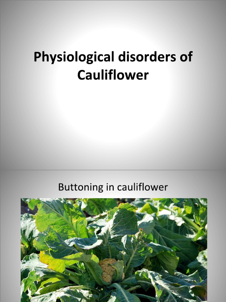 Physiological Disorders of Cauliflower PDF