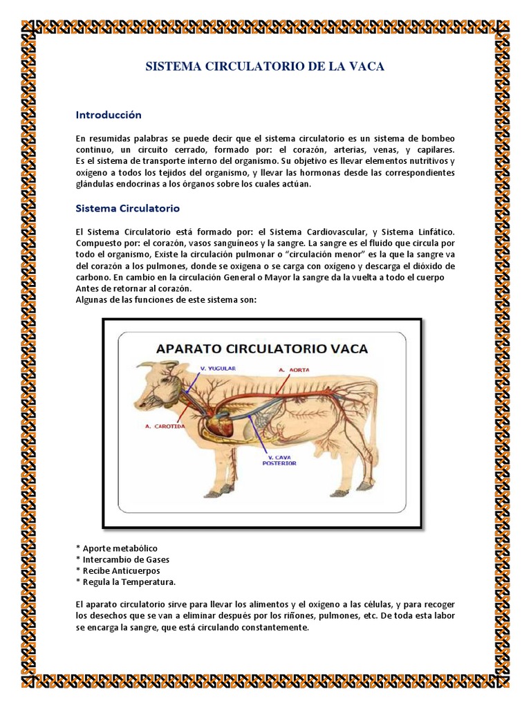 Sistema Circulatorio de La Vaca PDF | PDF | Sistema circulatorio | Sangre