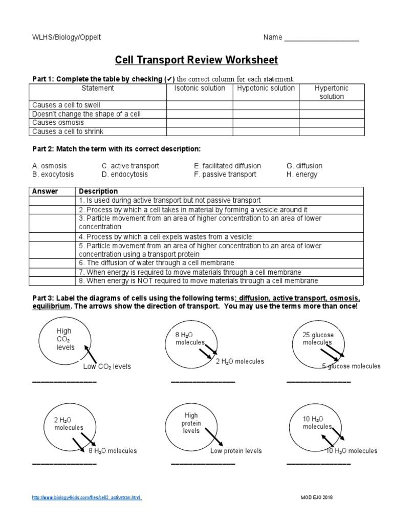 Cellular transport review worksheet answer key