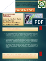 Mutagenesis Diapo