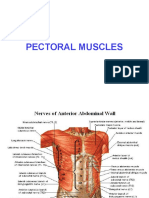 Pectoral Muscles