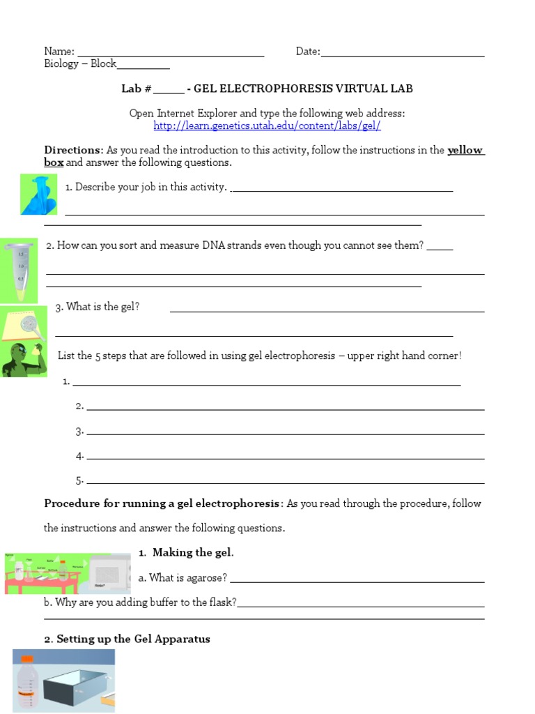Worksheet Gel Electrophoresis Virtual Lab 2019 PDF Agarose Gel