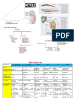 Vertebrata - Animalia - Sandi 2020 PDF