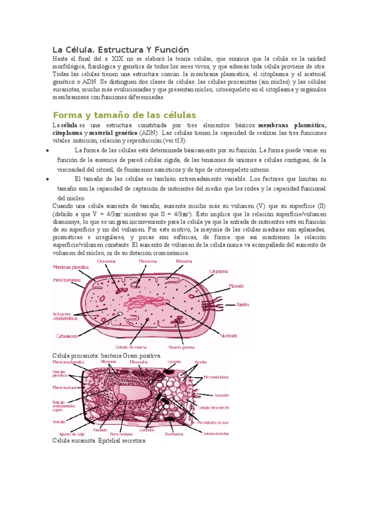 Estructura y Función de la Célula | PDF | Citoplasma | Biología Celular)