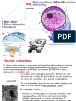 Nucleo Celular PDF