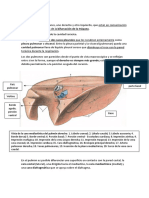 Pulmones