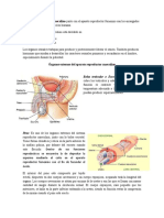 Aparato Reproductor Masculino (Autoguardado)