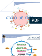 Ciclo Krebs