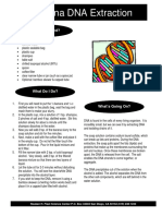 Banana DNA Extraction PDF