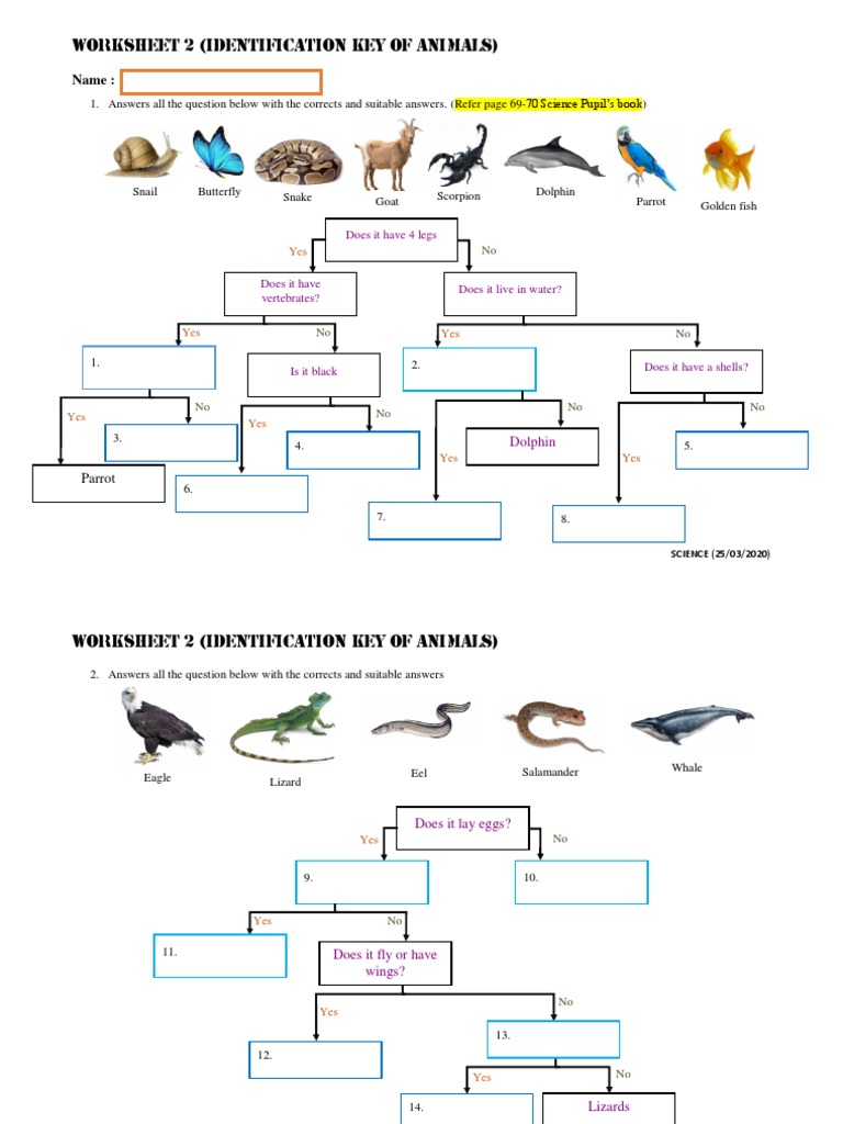 Identification Key Worksheet 2 PDF Organisms Nature