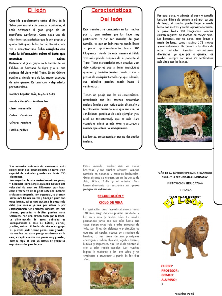 Datos asombrosos sobre leones en los parques nacionales de África, image size:768x1024