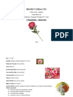 Ds Cun Med Crizantema GR Mijlocie 2018