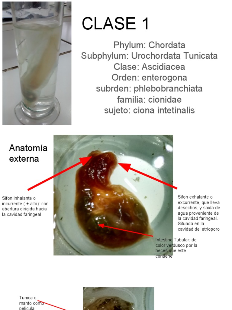 Cordados: Diversidad y Características Funcionales - BIO 101 - Studocu, image size:768x1024