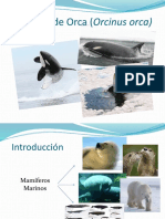 Ecotipos de Orcas - Biogeografía