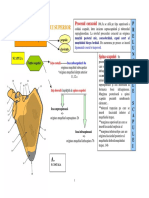 LP1 SCAPULA CLAVICULA.pdf