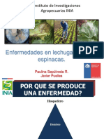 Enfermedades en Lechuga Acelga y Espinaca PDF