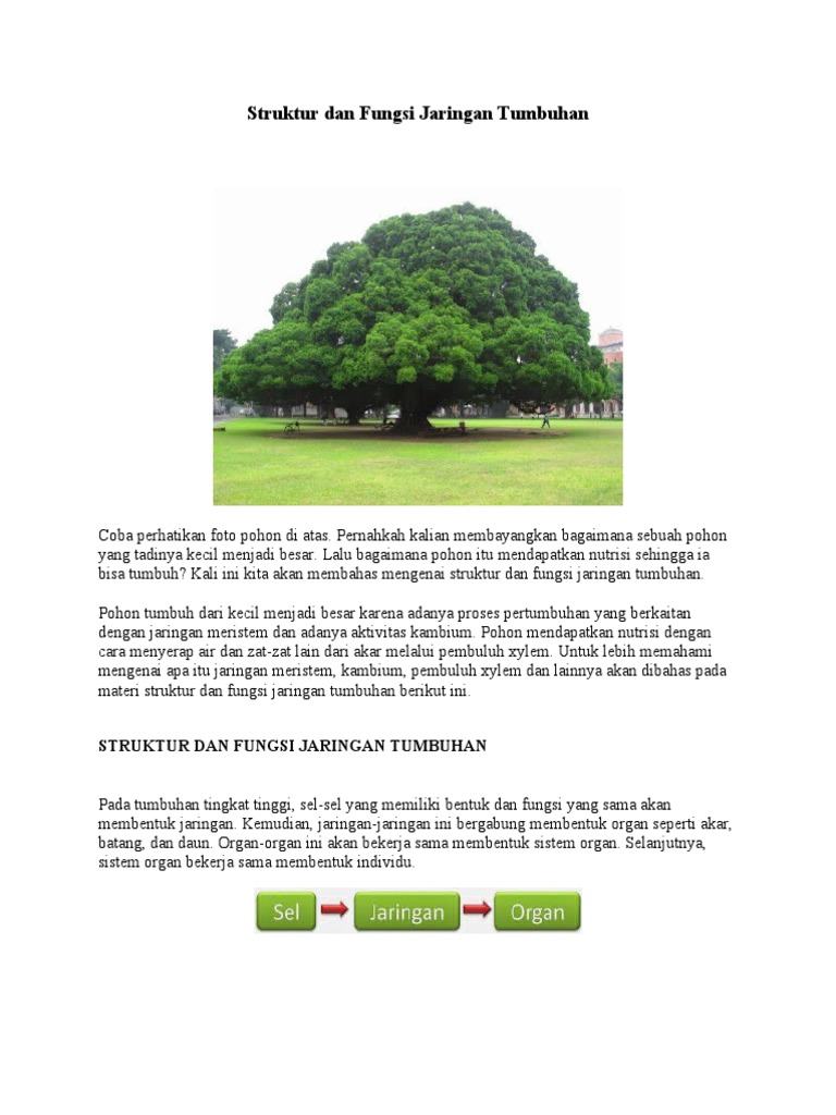 Struktur Dan Fungsi Jaringan Tumbuhan Pdf