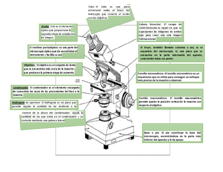 Hoja De Trabajo Del Diagrama Del Microscopio Tejido Conectivo: Aprende