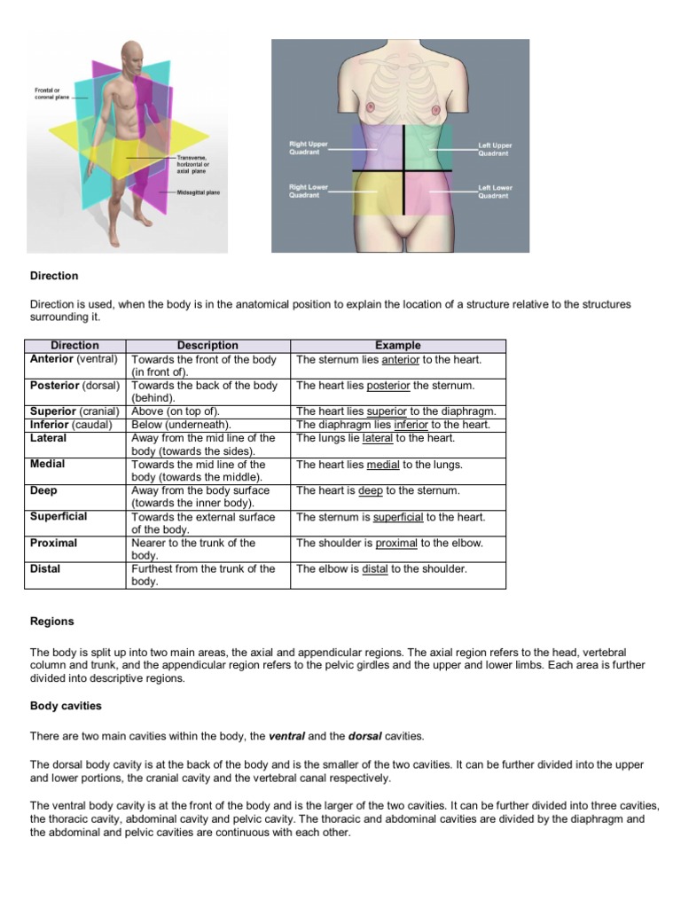 Anatomy Notes | PDF | Anatomical Terms Of Location | Pelvis