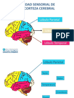 Material didactico - Unidad Sensorial de la Corteza Cerebral - S2 SENSACION Y PERCEPCION.pptx