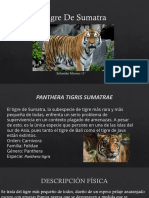 Tigre de Sumatra