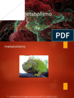 _metabolismo_7b